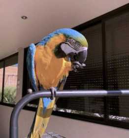 Lost Macaw