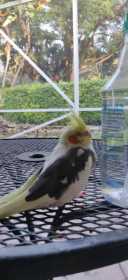 Lost Cockatiel