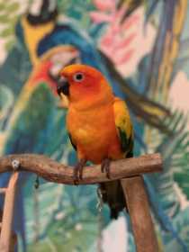 Lost Conure