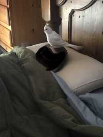 Lost Cockatiel