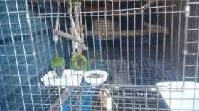 Lost Conure