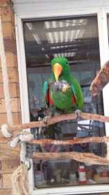 Lost Eclectus
