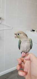 Lost Conure
