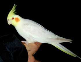 Lost Cockatiel