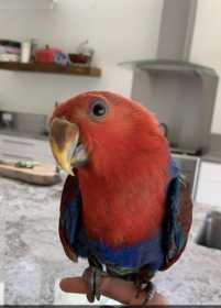 Lost Eclectus