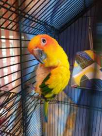 Lost Conure