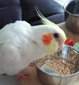 Lost Cockatiel