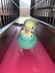 Lost Budgerigar