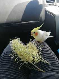 Lost Cockatiel