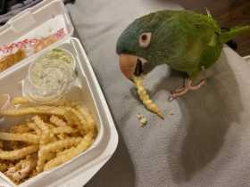 Lost Conure