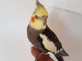 Lost Cockatiel