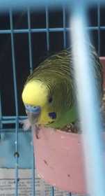 Lost Budgerigar