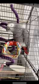 Lost African Grey