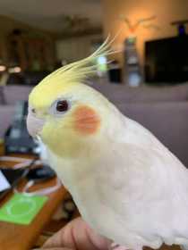 Lost Cockatiel