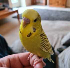 Lost Budgerigar