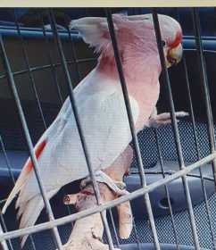 Lost Major Mitchell Cockatoo