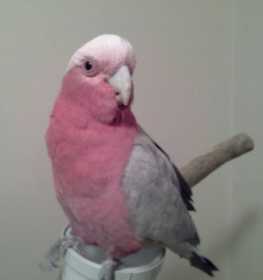 Lost Galah Cockatoo