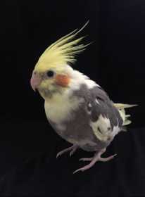 Lost Cockatiel