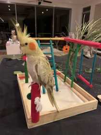 Lost Cockatiel