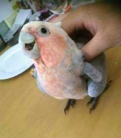 Lost Galah Cockatoo