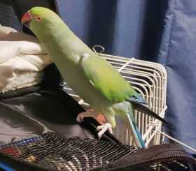 Lost Indian Ringneck Parakeet