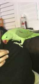 Lost Alexandrine