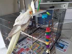 Lost Cockatiel