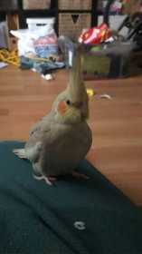 Lost Cockatiel