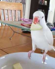 Lost Indian Ringneck Parakeet