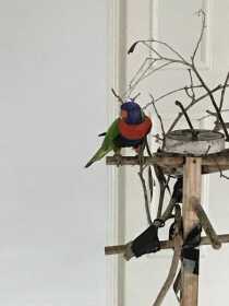 Lost Lory / Lorikeet