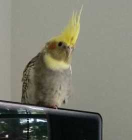 Lost Cockatiel