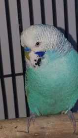 Lost Budgerigar