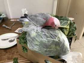 Lost Galah Cockatoo