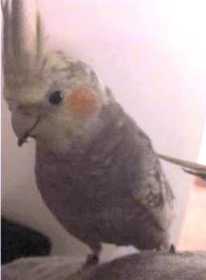 Lost Cockatiel