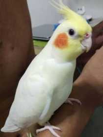 Lost Cockatiel