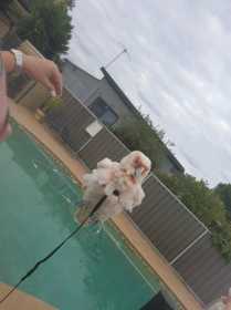 Lost Corella Cockatoo
