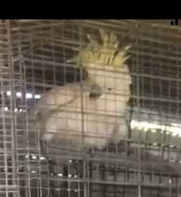 Lost Cockatoo