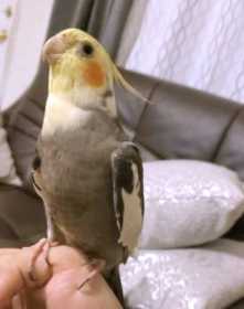 Lost Cockatiel