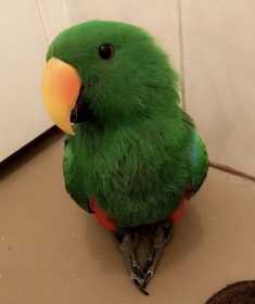 Lost Eclectus