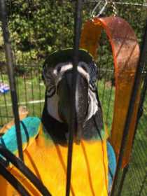 Lost Macaw