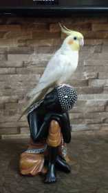 Lost Cockatiel