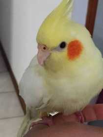 Lost Cockatiel