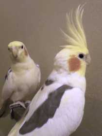 Lost Cockatiel