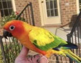 Lost Conure