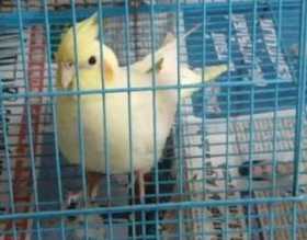 Lost Cockatiel