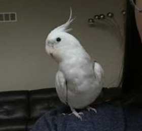 Lost Cockatiel