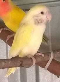 Lost Lovebird