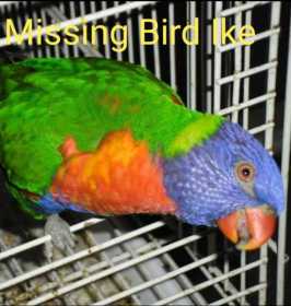Lost Lory / Lorikeet