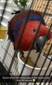 Lost Eclectus