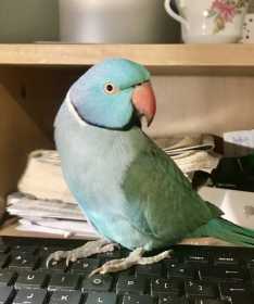 Lost Indian Ringneck Parakeet